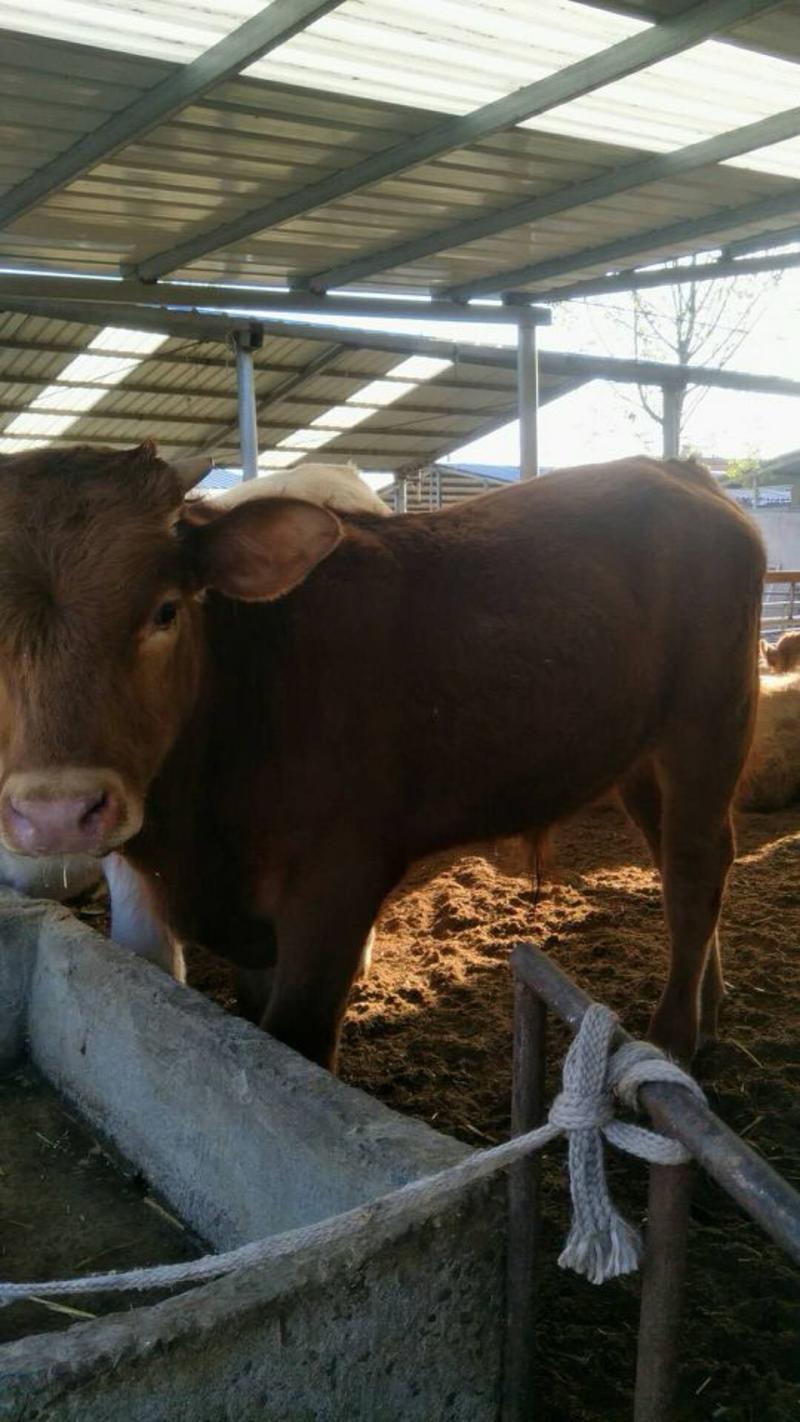 精品黄牛10头以上全国包送到家包技术，包成活，包检疫