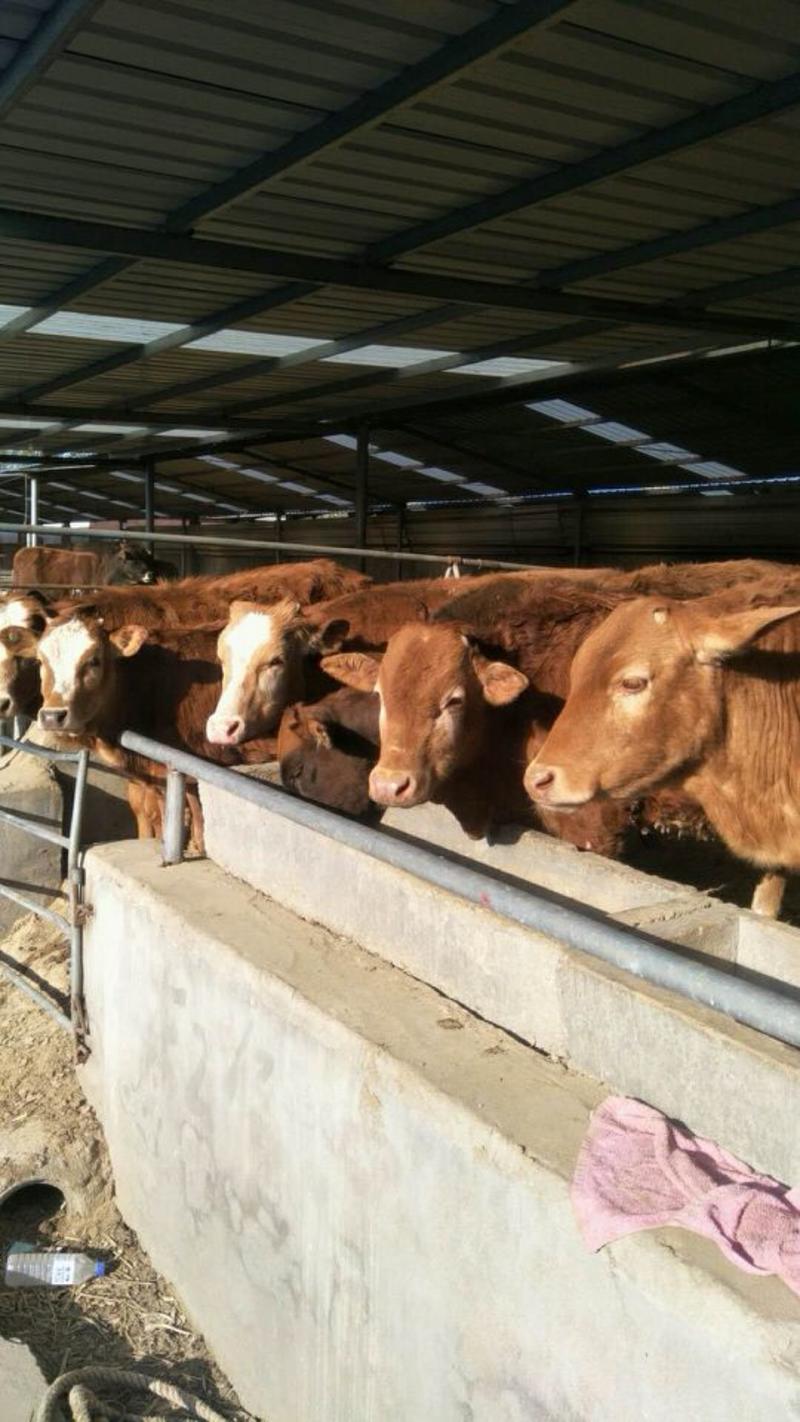精品黄牛10头以上全国包送到家包技术，包成活，包检疫