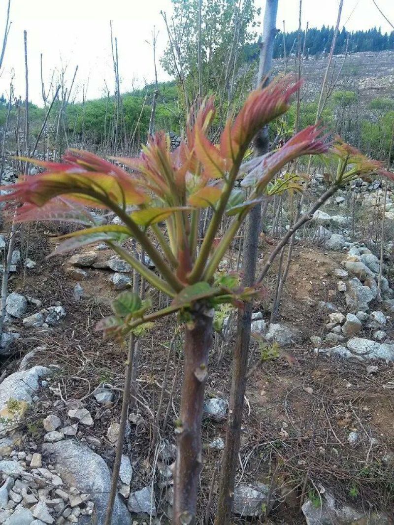 香椿芽20cm以下