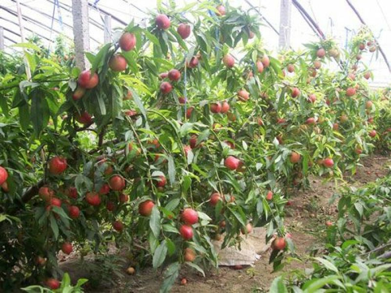 黄油桃3两以上