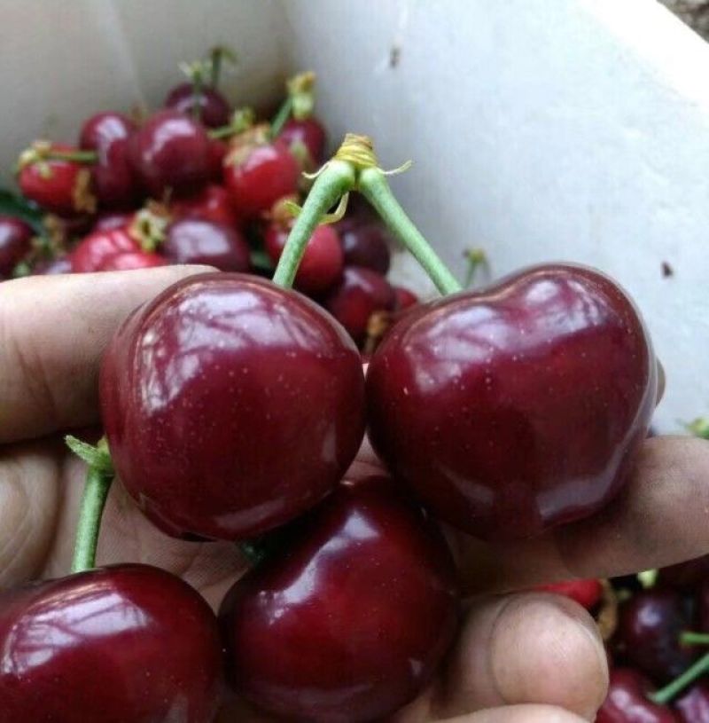 现货美早樱桃20~24mm