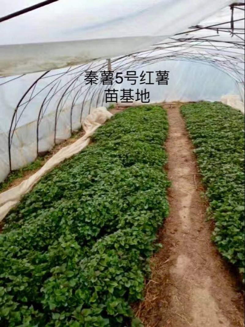 秦薯5号红薯苗15~25cm西瓜红，秦薯8号，紫薯！