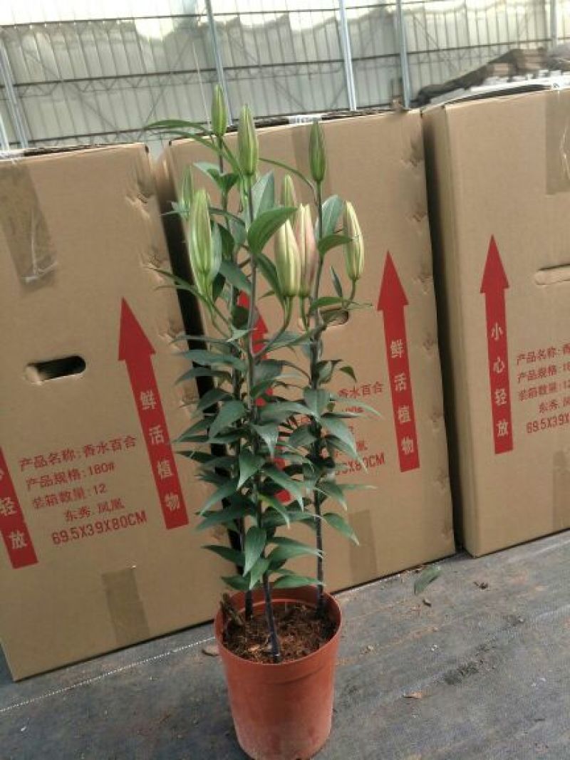 百合花，盆栽
