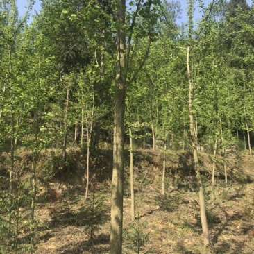 银杏实生树6~8cm3~3.5米2~3米