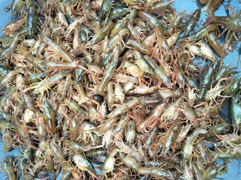 克氏原螯虾小龙虾主养2-4钱（10-20克）活虾