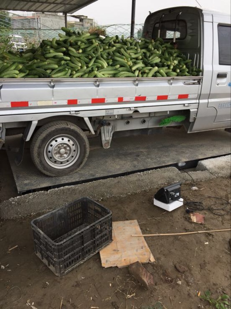 白燕黄瓜无苦味，18公分以下干花带刺