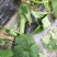 白燕黄瓜无苦味，18公分以下干花带刺