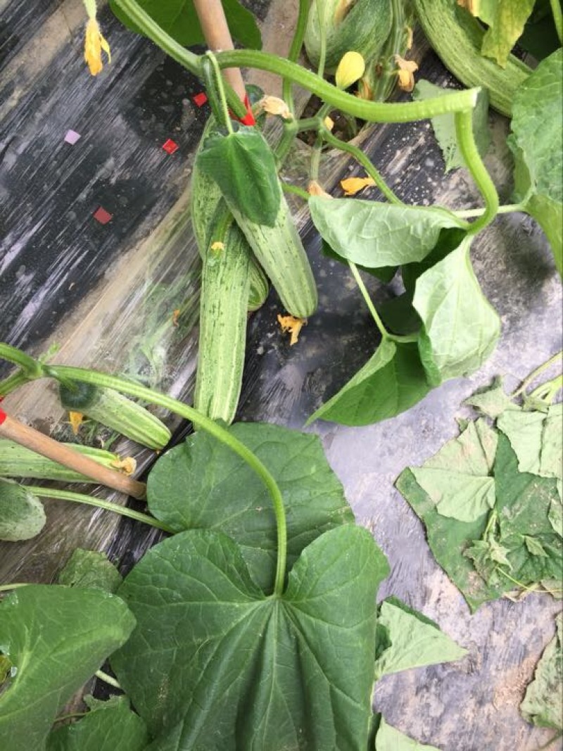 白燕黄瓜无苦味，18公分以下干花带刺