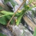 白燕黄瓜无苦味，18公分以下干花带刺