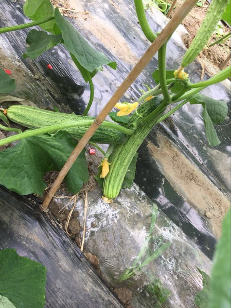 白燕黄瓜无苦味，18公分以下干花带刺