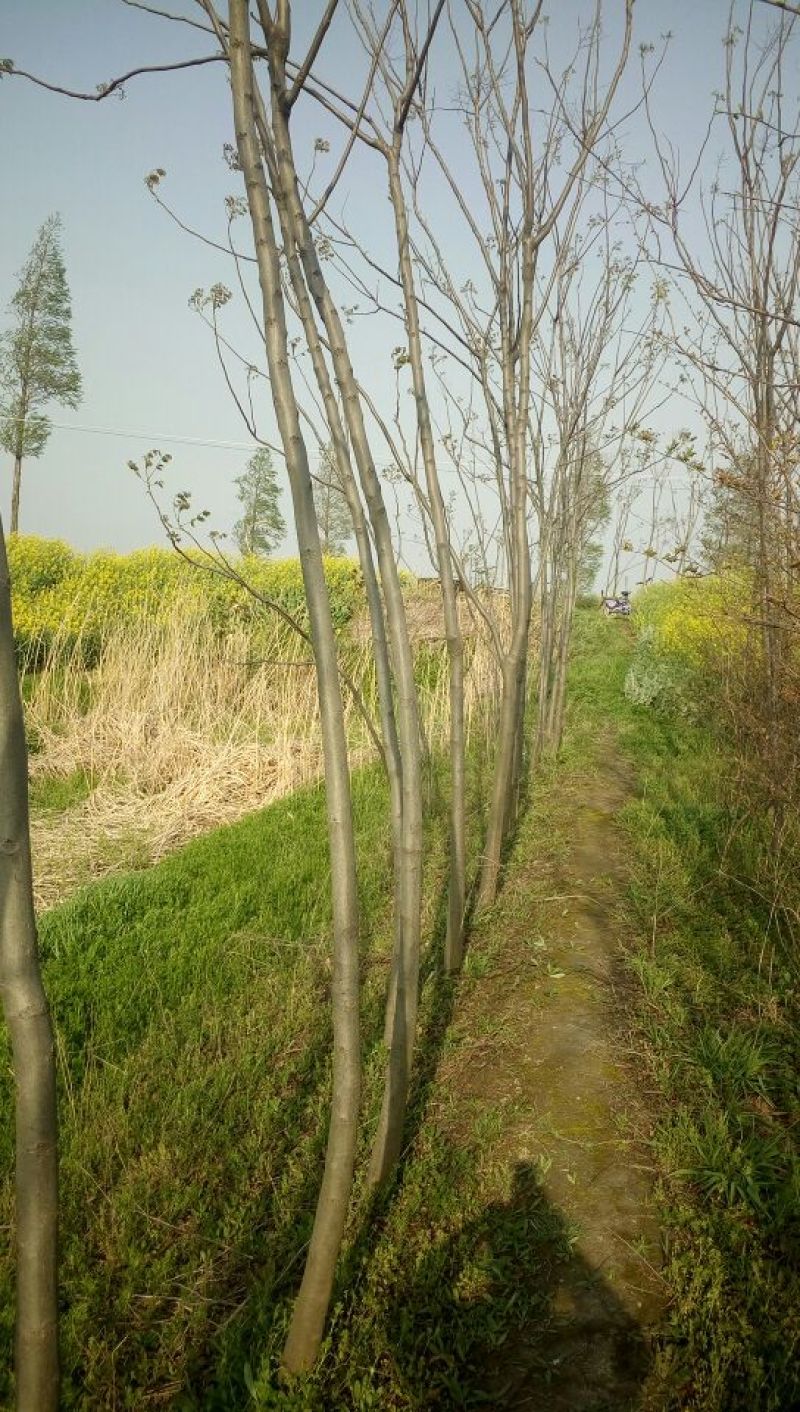 栾树4~9cm4~9cm2.5~3米