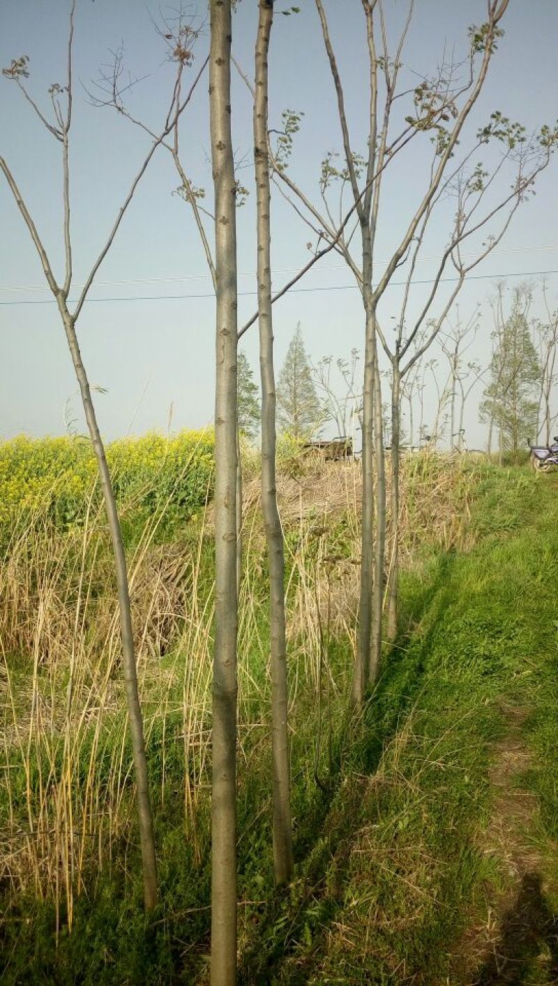 栾树4~9cm4~9cm2.5~3米