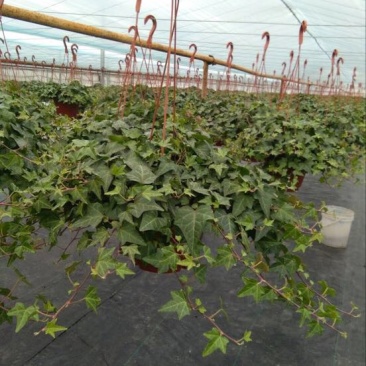 常春藤盆花带盆栽好30cm以下