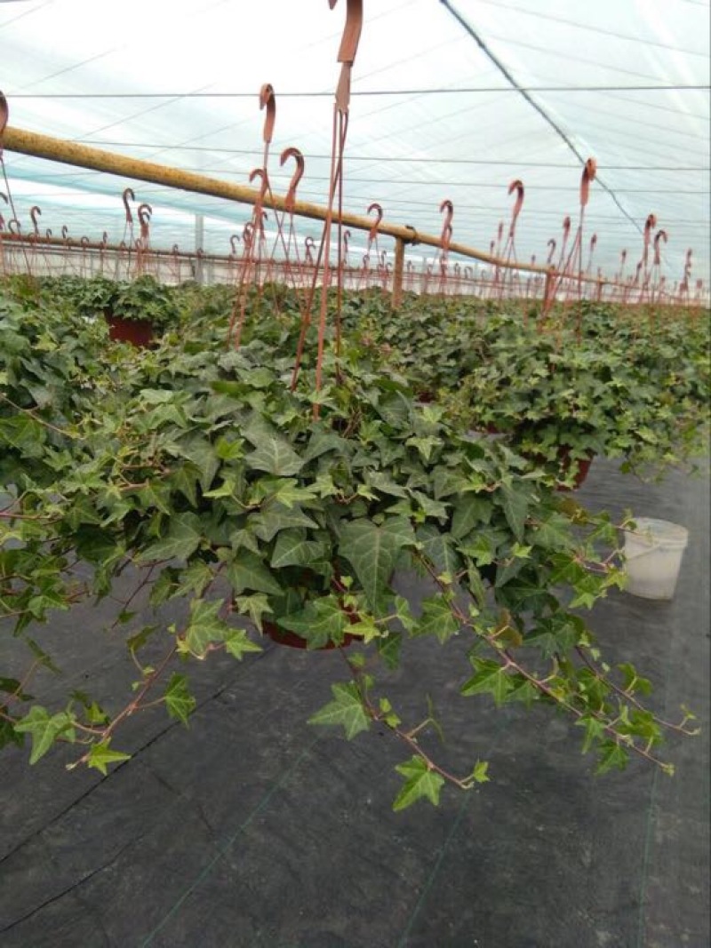 常春藤盆花带盆栽好30cm以下