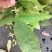 纯野生川淫羊藿带头统