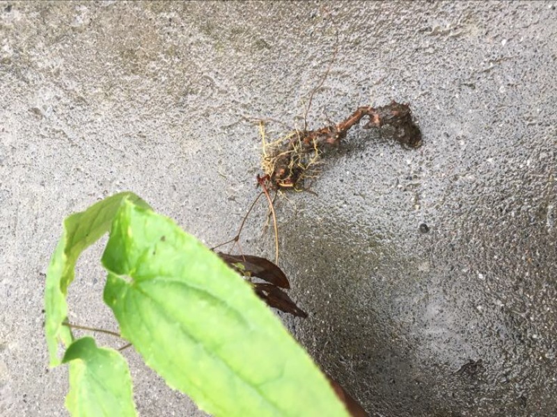 纯野生川淫羊藿带头统