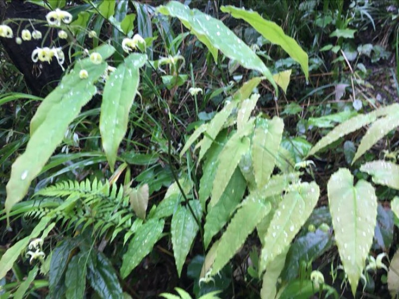 纯野生川淫羊藿带头统
