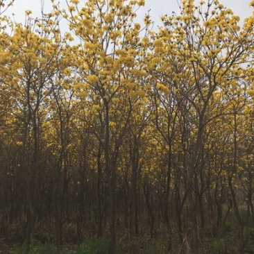 黄花风铃木2.5~3m