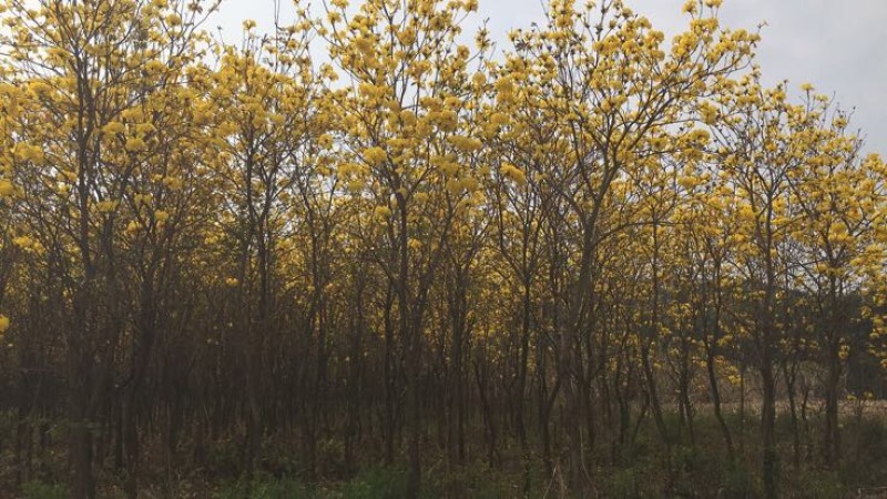 黄花风铃木2.5~3m