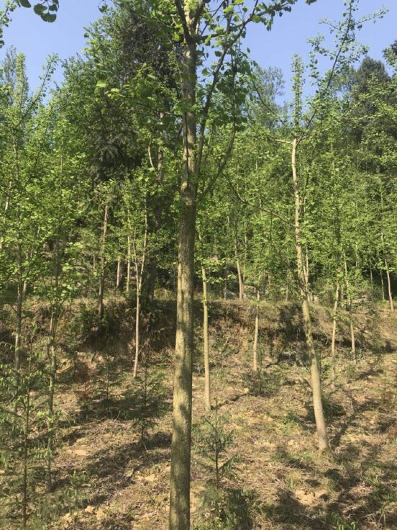 银杏实生树4~6cm2.5~3米1~2米
