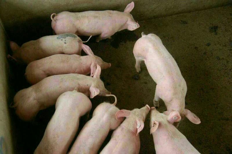 三元仔猪产地价格行情20~60斤品种齐全国各地发货