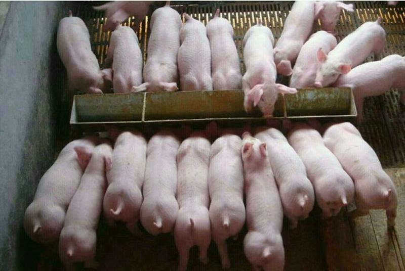 三元仔猪产地价格行情20~60斤品种齐全国各地发货