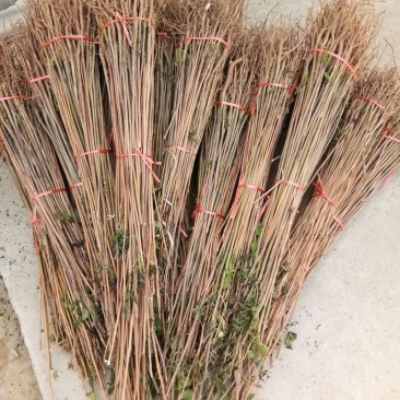 红油香椿树51~80cm