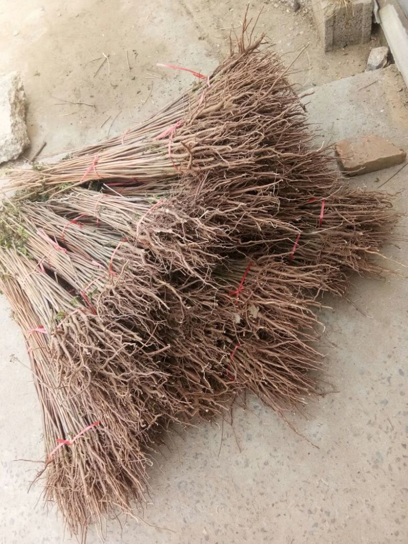 红油香椿树51~80cm
