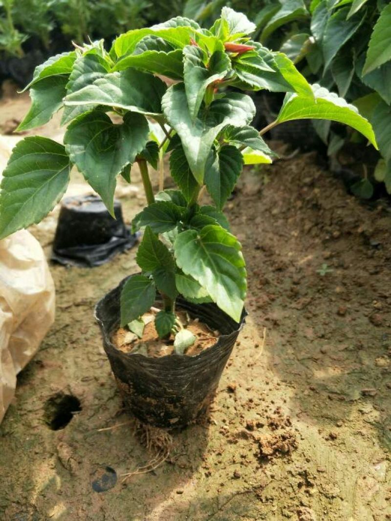 一串红10~30cm
