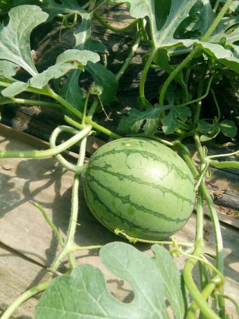 实力特小凤西瓜江苏产地直发量大从优，质量保证9成熟头茬