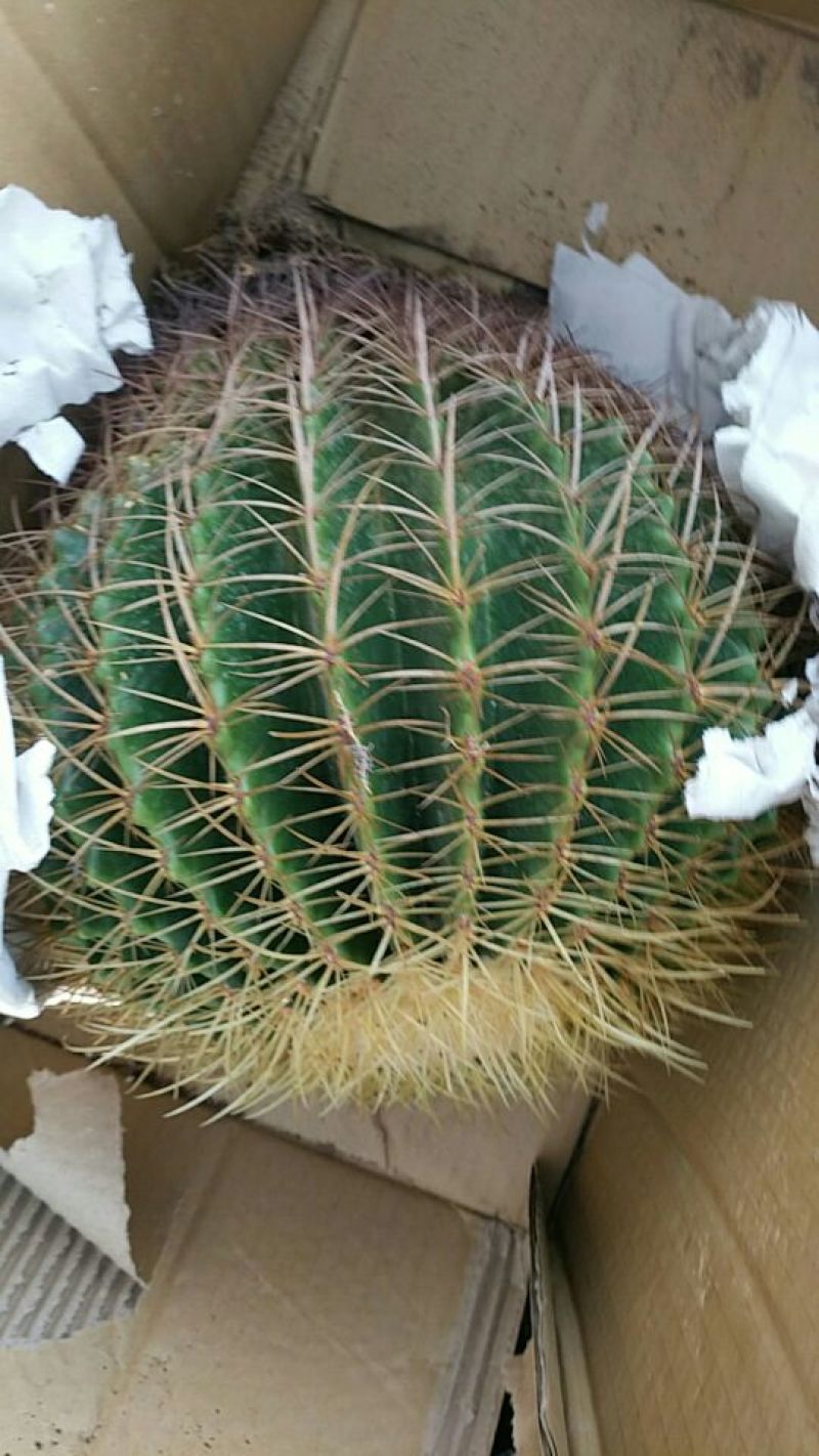 多肉植物不含盆