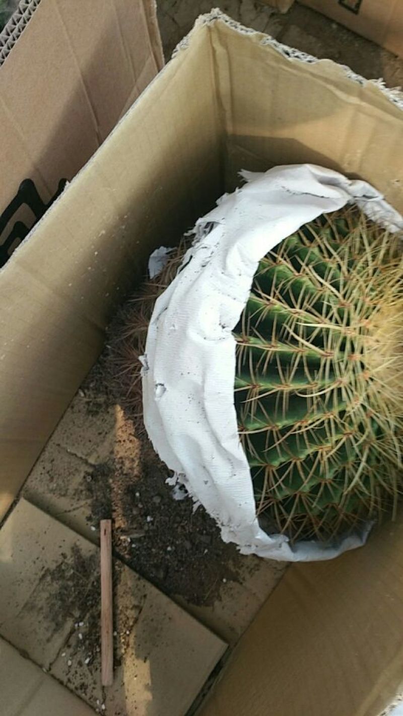 多肉植物不含盆