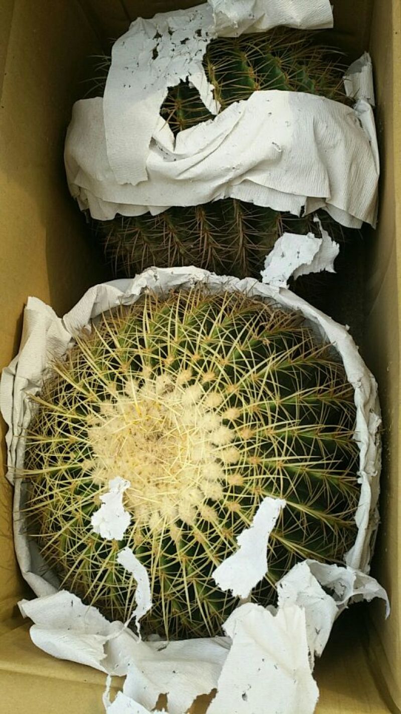 多肉植物不含盆