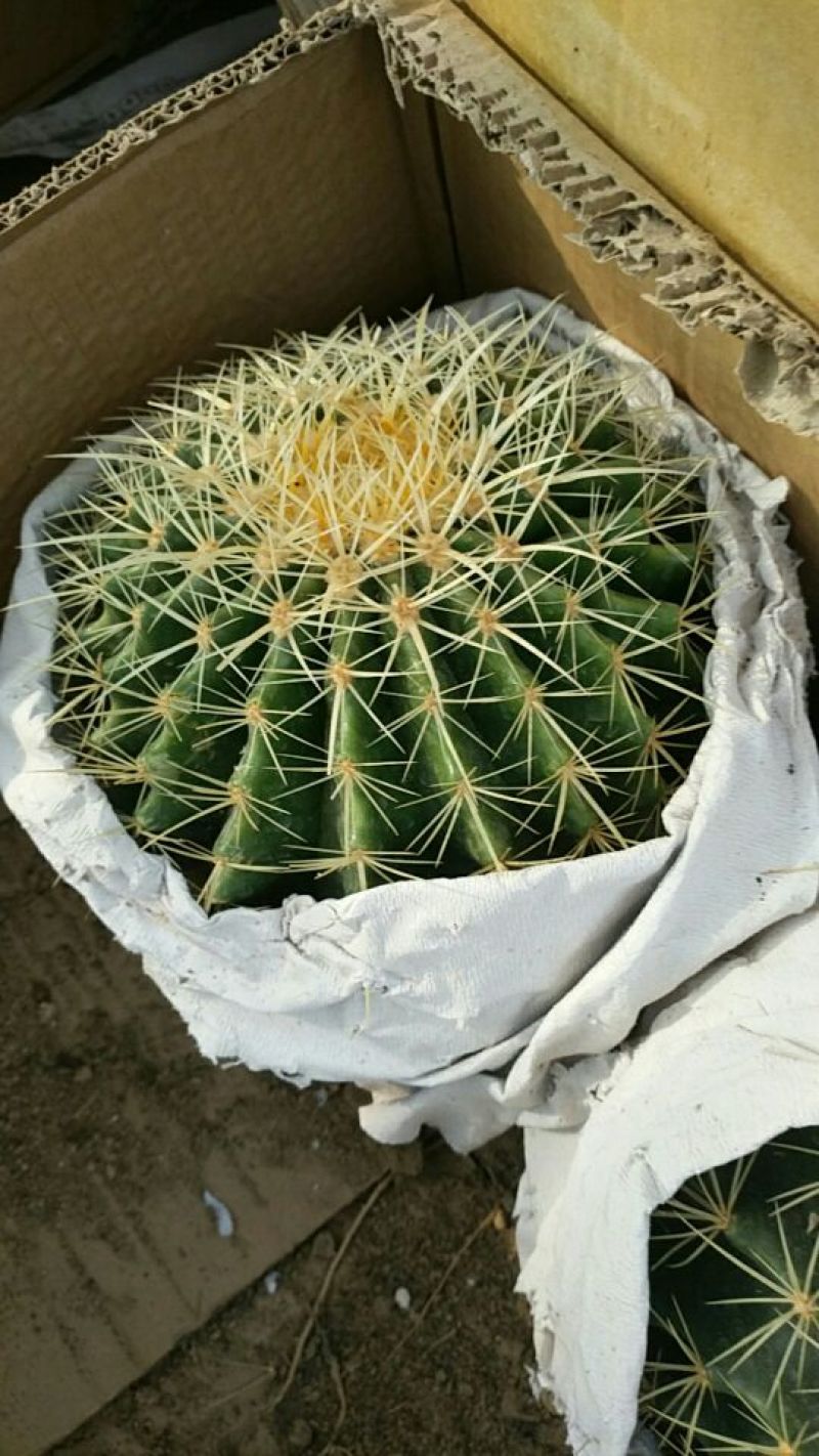 多肉植物不含盆