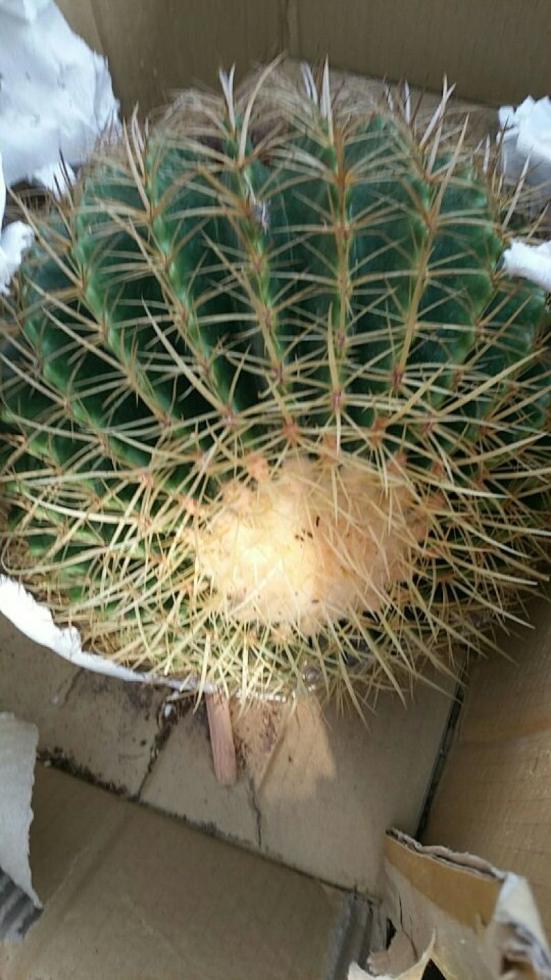 多肉植物不含盆