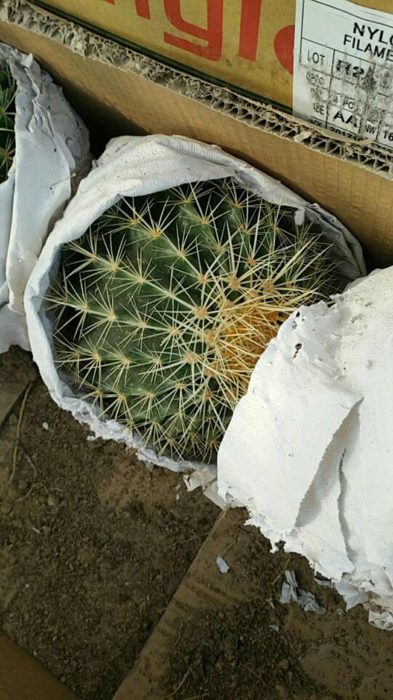 多肉植物不含盆