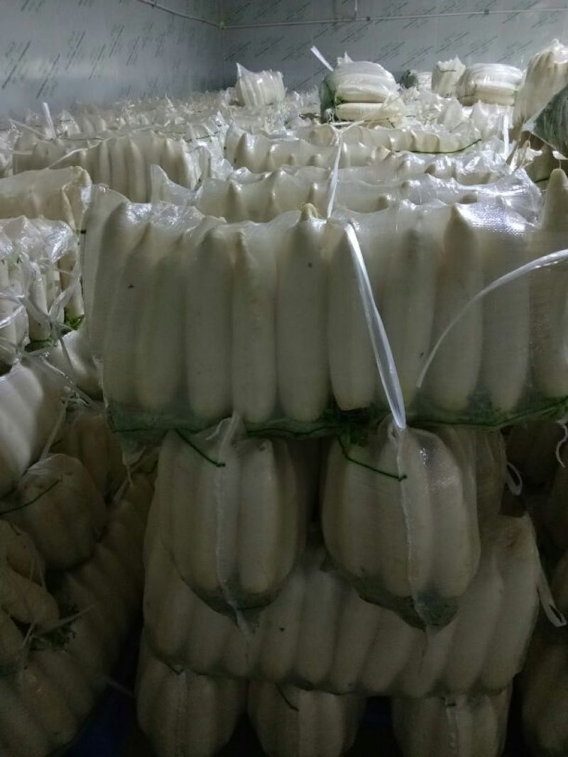 白萝卜1.5~2斤起