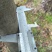 高杆红叶石楠4~6cm4~6cm3~3.5米