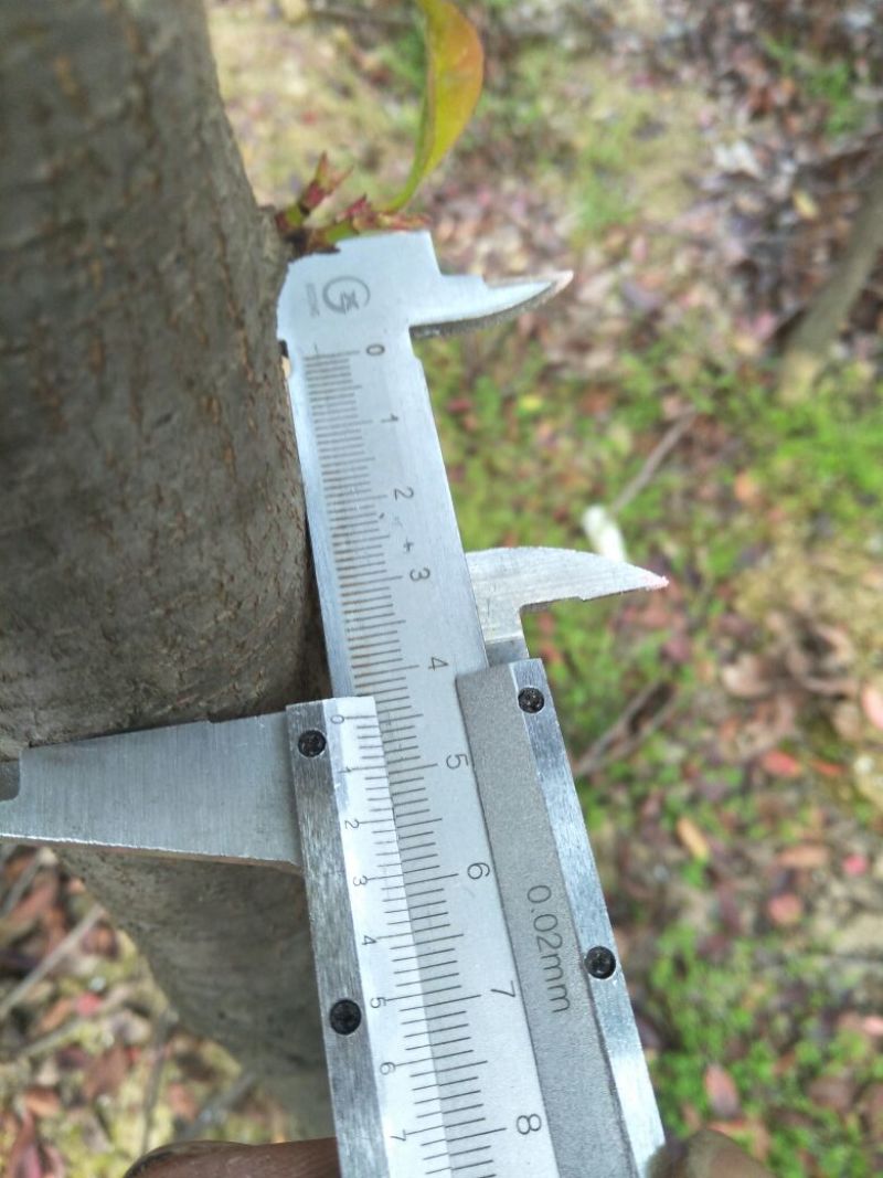 高杆红叶石楠4~6cm4~6cm3~3.5米