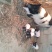 巴马香猪仔猪20~60斤