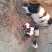 巴马香猪仔猪20~60斤