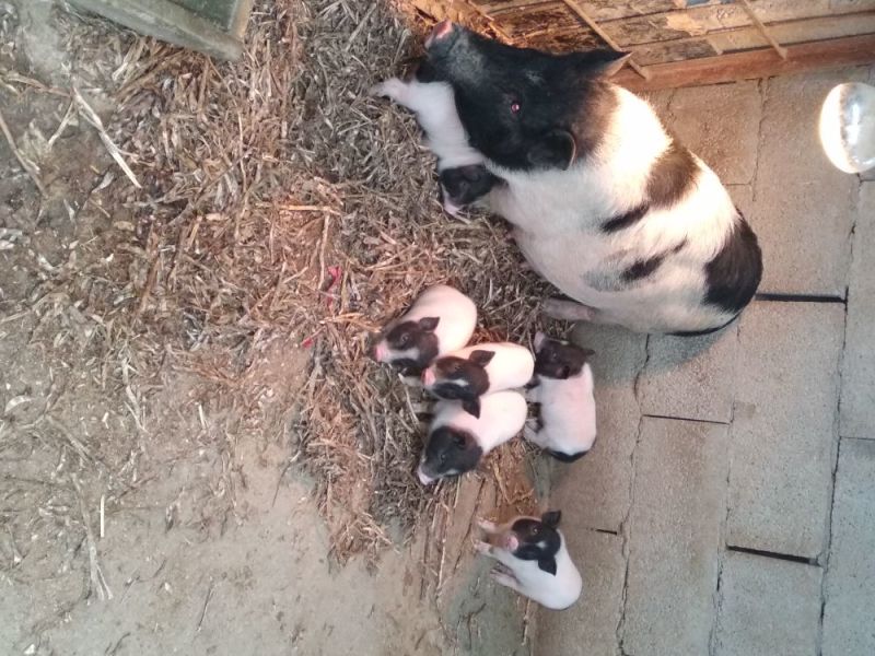 巴马香猪仔猪20~60斤
