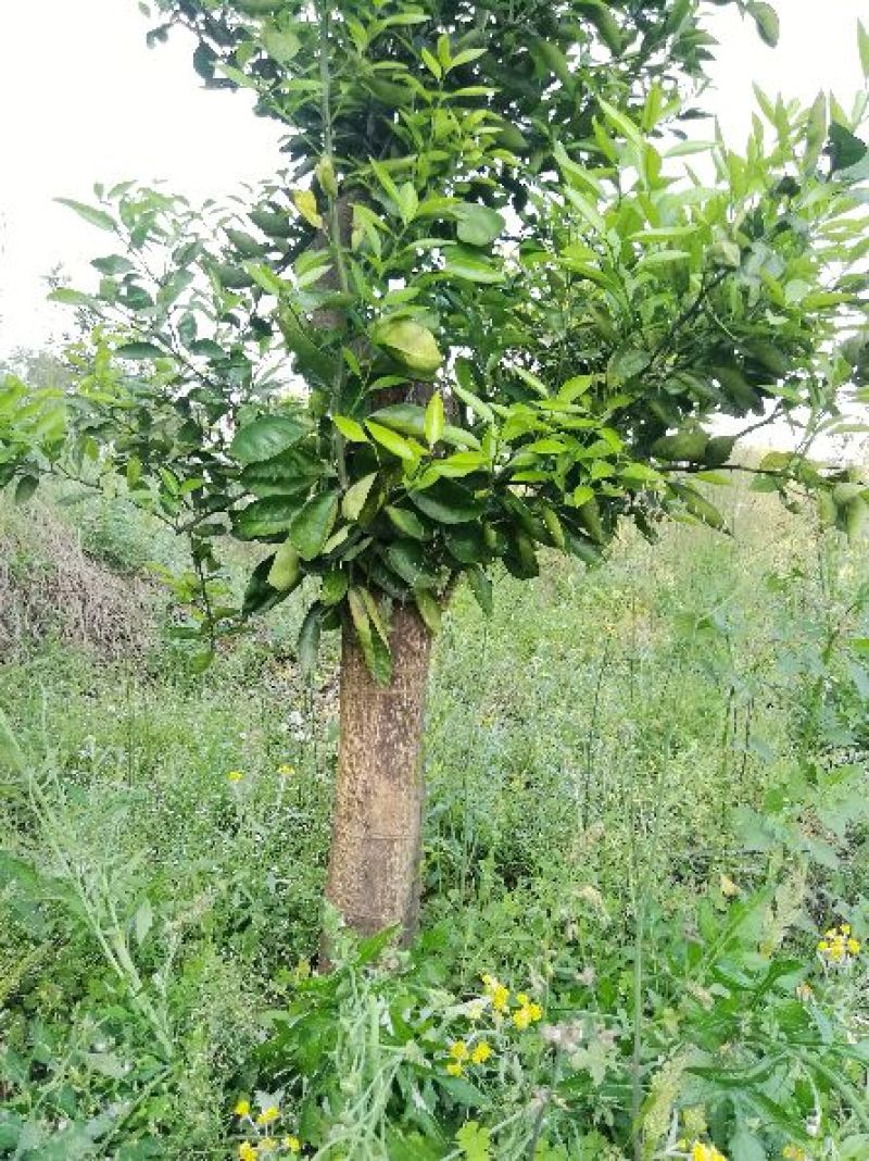 红橘苗120~150cm