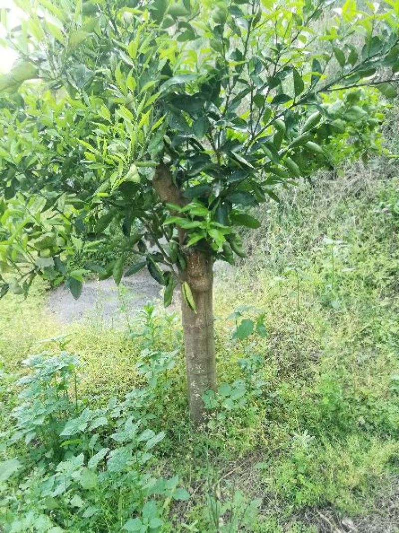 红橘苗120~150cm