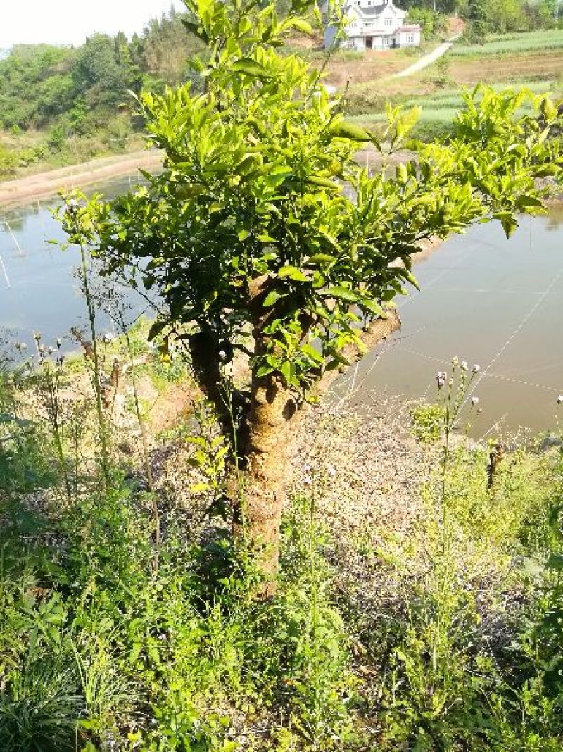 红橘苗120~150cm
