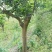 红橘苗120~150cm