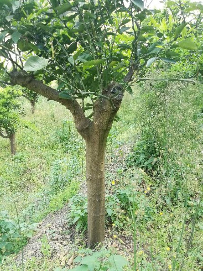 红橘苗120~150cm