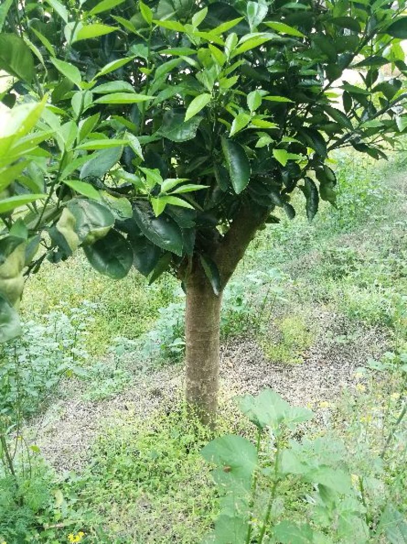 红橘苗120~150cm