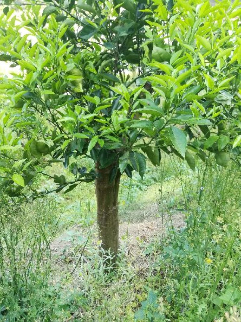 红橘苗120~150cm