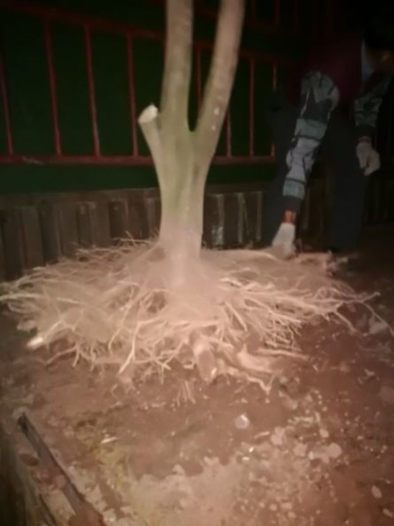 红橘苗120~150cm